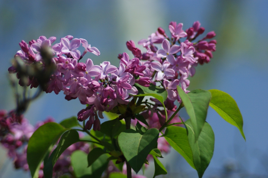 Common Lilac